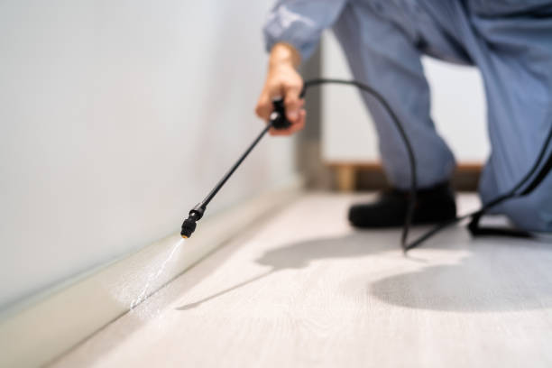 Licensed Wasp Removal service in Mitchell, IL - Show Me Pest Control
